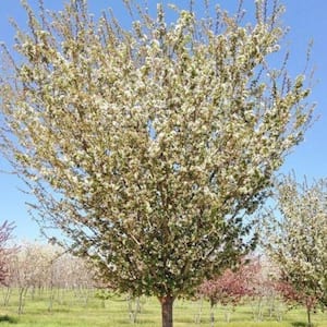 7 Gal. Harvest Gold Crabapple Flowering Deciduous Tree with White Flowers