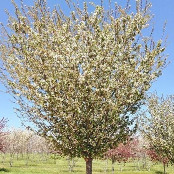 Unbranded 7 Gal. Harvest Gold Crabapple Flowering Deciduous Tree with White Flowers