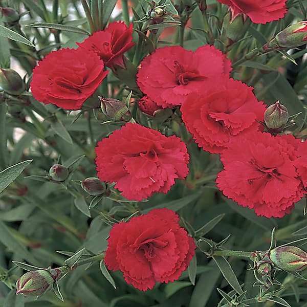 Unbranded #1 Oscar Cherry Velvet Red and Pink Dianthus Carnation Plant