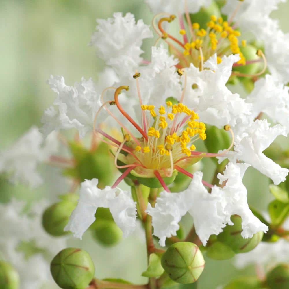 1 Gal. White Natchez Crape Myrtle Tree