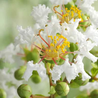 Perfect Plants 2 ft. to 3 ft. Fuji Apple Tree, Gets Light Pink Flowers with  Large Red Fruit THD00487 - The Home Depot