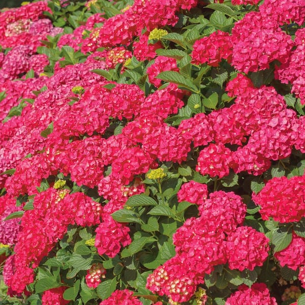 national PLANT NETWORK 4 in. Red Beauty Hydrangea Shrub with Red