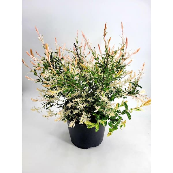 BELL NURSERY 3 Gal. Hakuro Nishiki Dappled Willow Salix Integra, Live Shrub Tree (2-Pack)