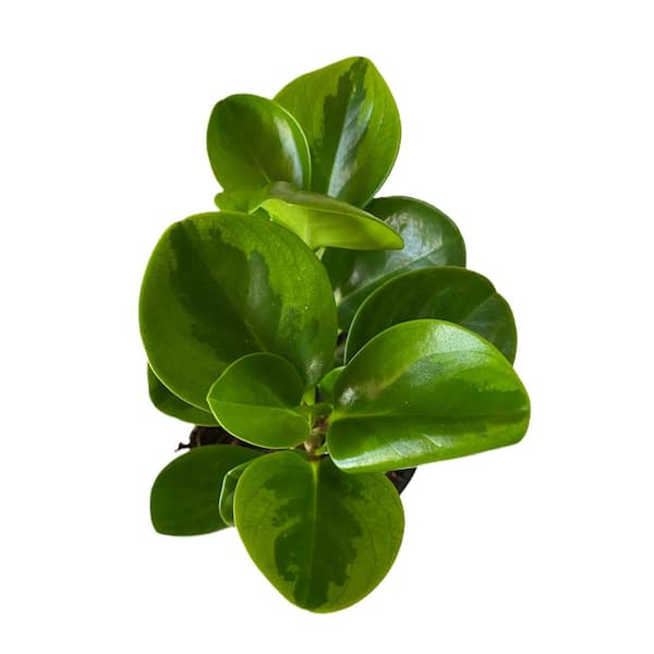 Unbranded 4 in. Plastic Pot Peperomia Baby Rubber Plant, Live Potted Plant (1-Pack)