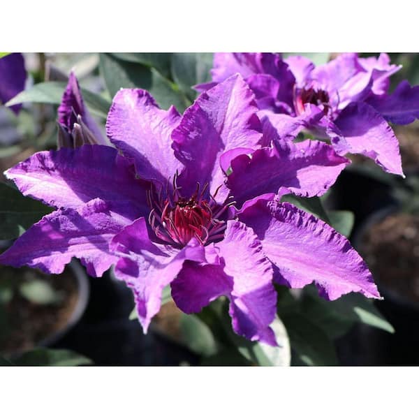 Clematis Marie Louise Jensen-Live Plant in a 4 in. Growers Pot-Clematis 'Marie Louise Jensen'-Purple Blue