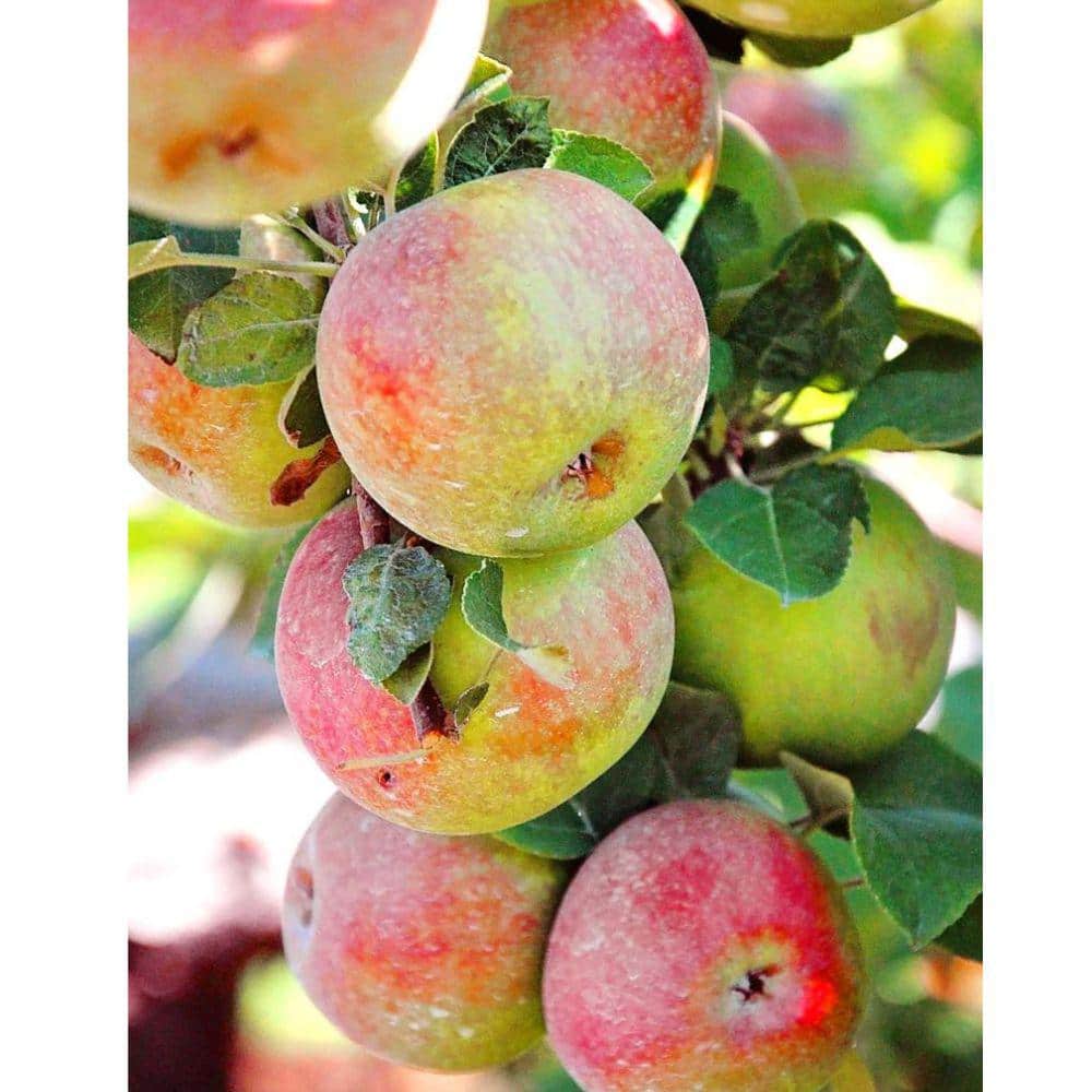 7 Gal. Semi-Dwarf McIntosh Apple Tree