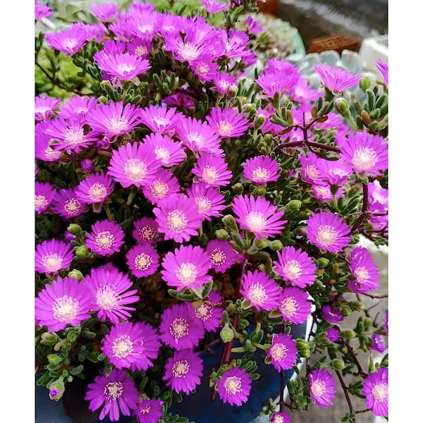 Pink Ice Plant with Pink Flowers, Indoor Succulent Plants in 6 in. Round Grower Hanging Pot