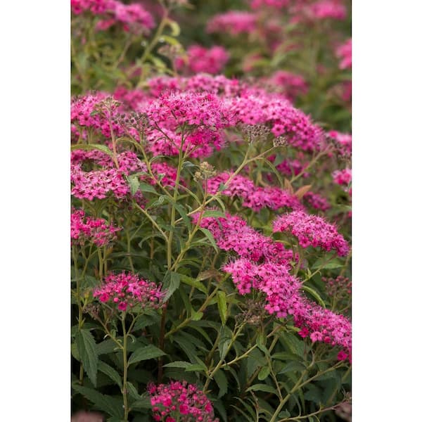 BELL NURSERY 3 Gal. Neon Flash Spirea Live Flowering Shrub Plant with Dark Pink Blooms