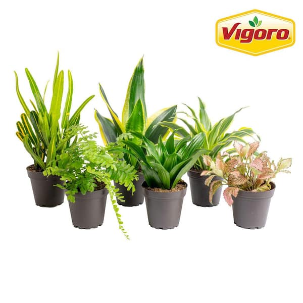 Assorted Foliage Indoor Houseplant Collection in 3.8 in. Grower's Pot, Avg. Shipping Height 10 in. Tall (6-Pack)
