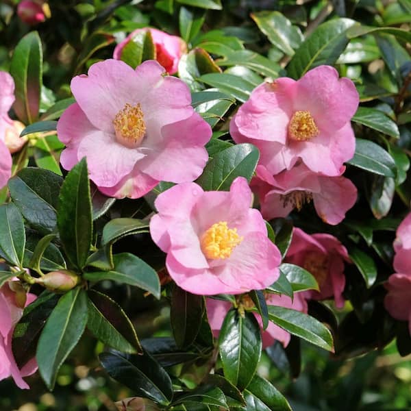 national PLANT NETWORK 1 Gal. Camellia Japonica April Remembered