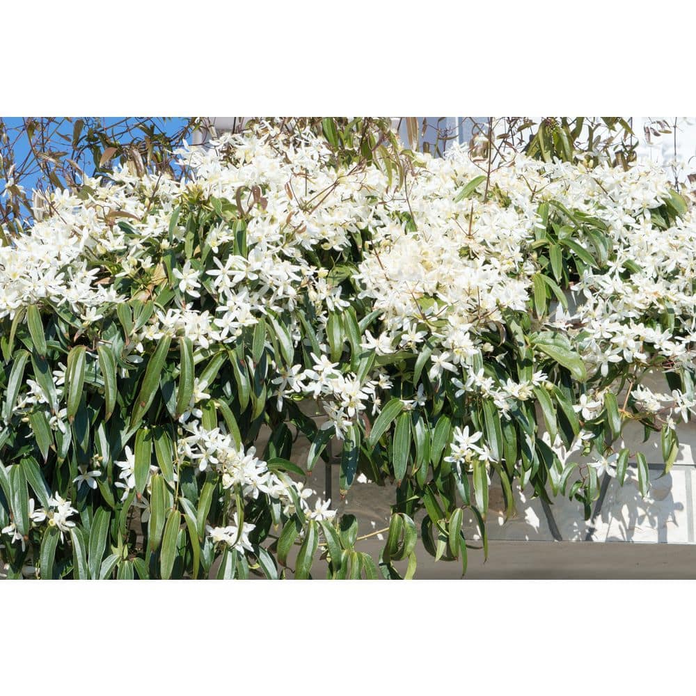 1 gal. White Evergreen Clematis Shrub with Vigorous Growth and Fragrant White Flowers price history on PriceWatchPro