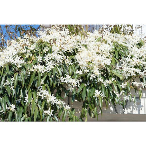 1 gal. White Evergreen Clematis Shrub with Vigorous Growth and Fragrant White Flowers