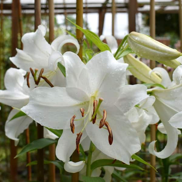 national PLANT NETWORK Lily Casa Blanca Bulbs (5-Pack) HD3432