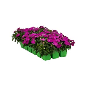18-Pack Compact Lilac SunPatiens Impatiens Outdoor Annual Plant with Purple Flowers in 2.75 In. Cell Grower's Tray