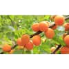 Online Orchards Dwarf Blenheim Apricot Tree (Bare-Root, 3 ft. to 4 ft Tall, 2-Years Old) FTAC002