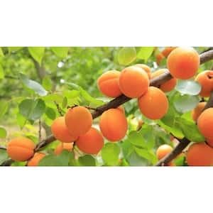 Dwarf Blenheim Apricot Tree (Bare-Root, 3 ft. to 4 ft Tall, 2-Years Old)