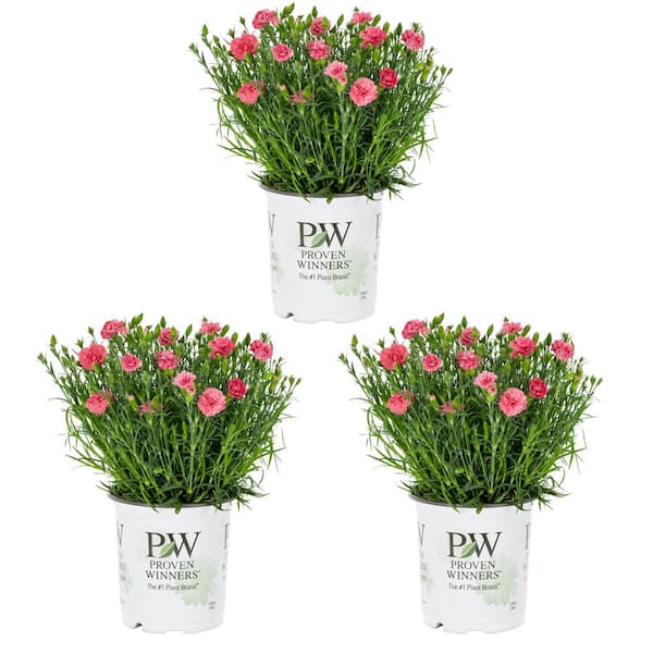 METROLINA GREENHOUSES 2 qt. Dianthus Carnation Fruit Punch Black Cherry Frost Red Perennial Plant (3-Pack)
