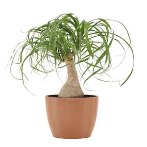 Ponytail Palm Bonsai Live Elephants Foot in 6 inch Premium Ecopots Terracotta Pot with Removeable Drainage Plug