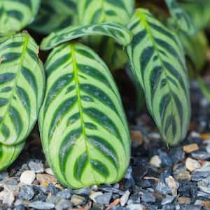 4 in. Fishbone Prayer Plant Calathea Plant in Grower Pot (4-Piece)