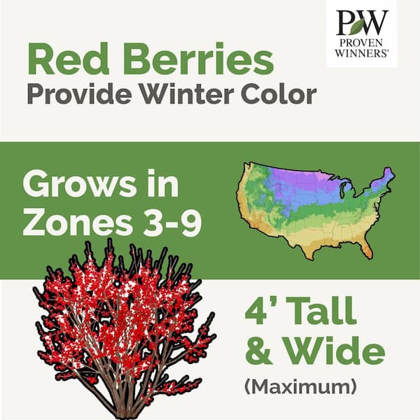 2 Gal. Berry Poppins Winterberry Holly (Ilex Verticillata)