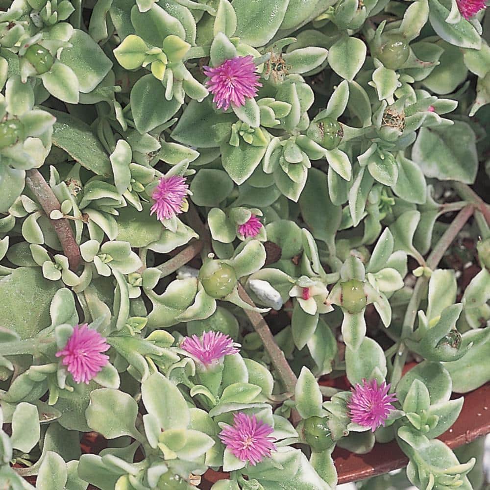 SMART PLANET 1 Gal. Variegata Cordiflora Aptenia Succulent Plant with Red  Flowers 1006300356 - The Home Depot