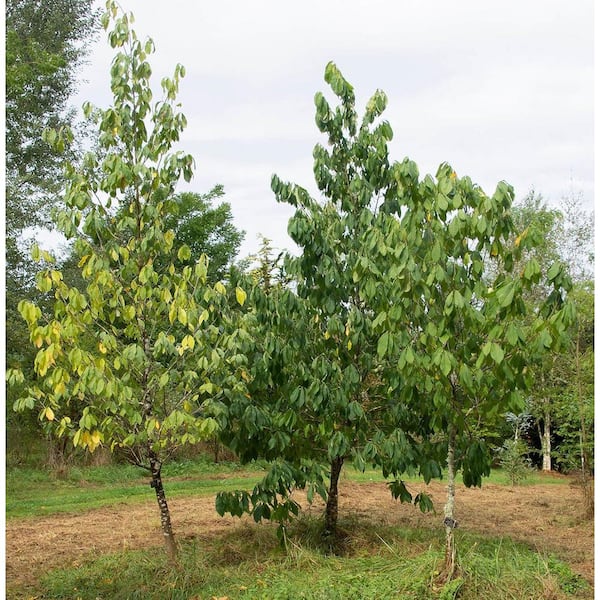 Wekiva Foliage Pawpaw Tree-Live Tree in a 3 Gallon Pot-Asimina Triloba-Tropical Fruit Bearing Tree for Your Edible Garden