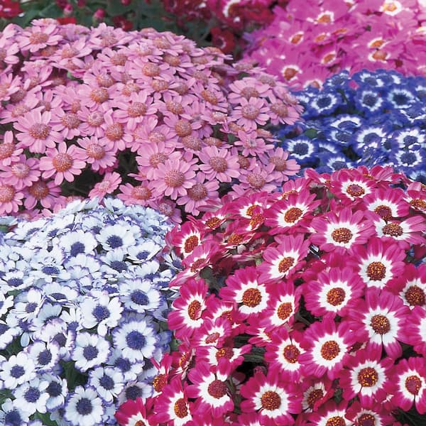 ALTMAN PLANTS #10 Pericallis Senetti Annual Plant with Assorted Flowers in  Capello Planter 1002975188 - The Home Depot