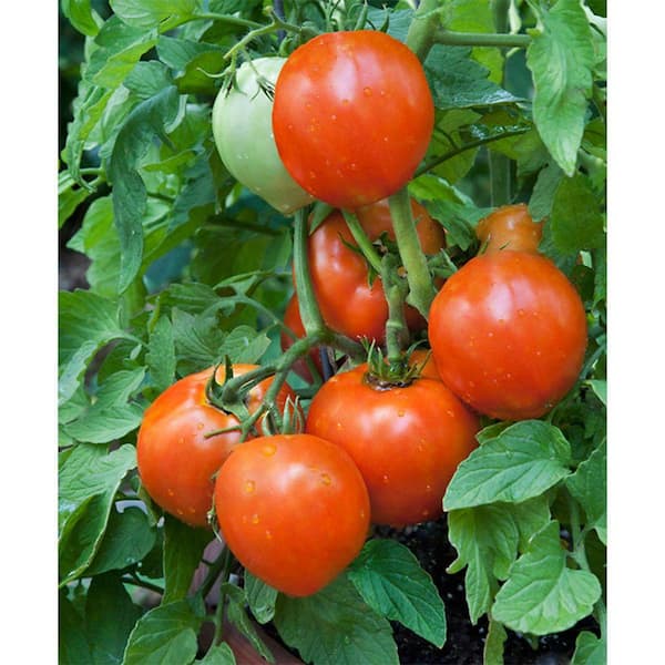 Bonnie Plants 4.5 in. Heinz Classic Heirloom Tomato 128 - The Home