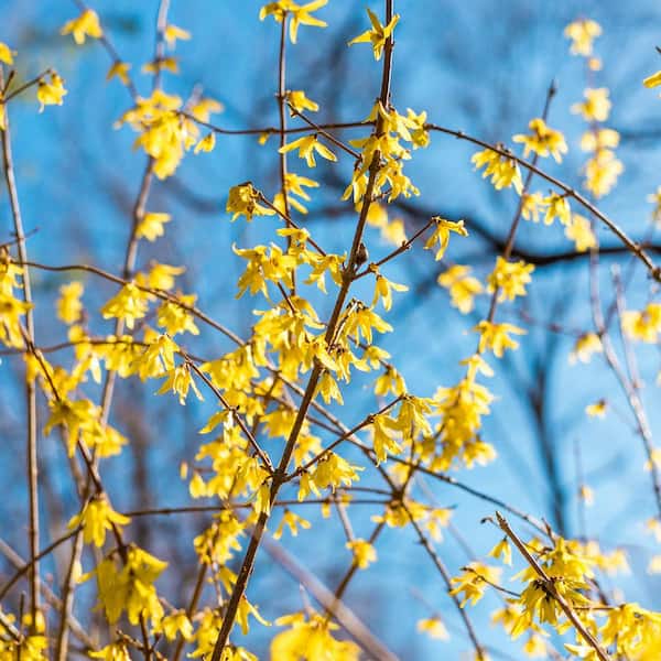 Spring Hill Nurseries 4 in. Pot Lynwood Gold Forsythia, Live Deciduous Flowering Shrub (1-Pack)