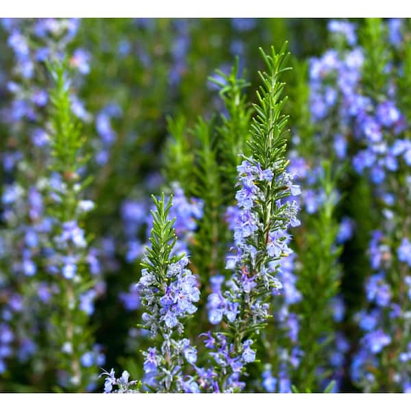 ローズマリー ALTMAN PLANTS 1.5 Gal. Rosemary Plant with Purple Blooms