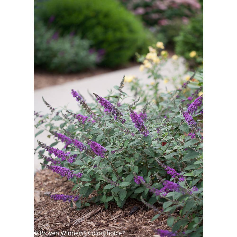 1 Gal. Lo and Behold 'Blue Chip Jr.' Butterfly Bush (Buddleia) Live Shrub, Blue-Purple Flowers - Thumbnail 3