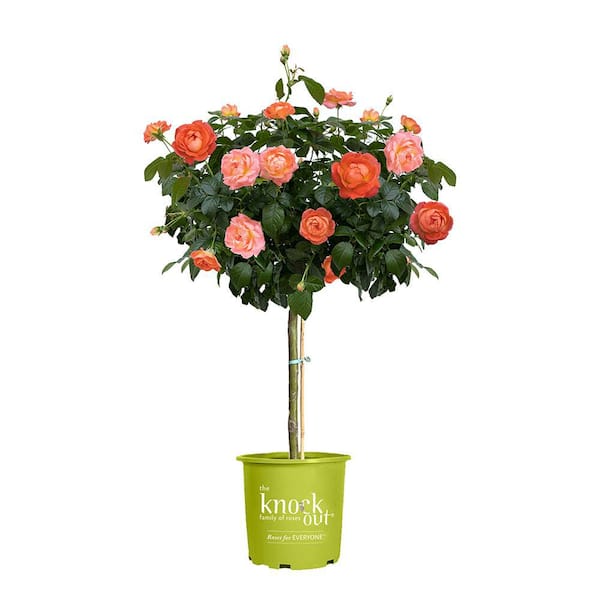 KNOCK OUT 3 Gal. Orange Glow Knock Out Rose Tree with Orange Flowers