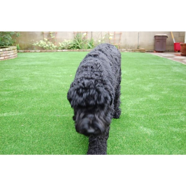 Greenline Artificial Grass Pet Sport 60 7 5 Ft Wide X Cut To Length Artificial Grass Glptsp6075ctl The Home Depot