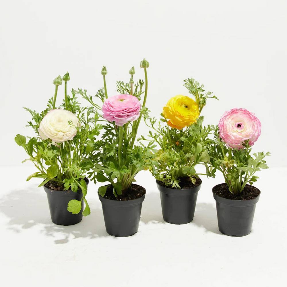 LIVELY ROOT Small Ranunculus Garden Collection in 4in. Grower Pots (4