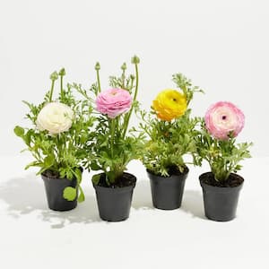 Small Ranunculus Garden Collection in 4in. Grower Pots (4 Plants Included)