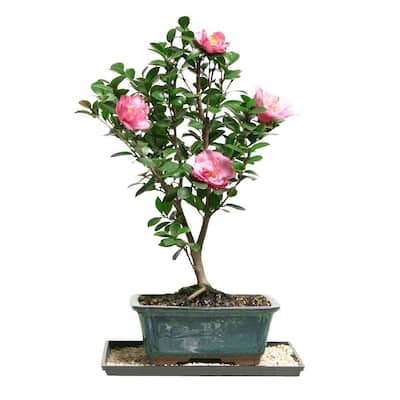 Flowering Bonsai Trees Indoor Plants The Home Depot