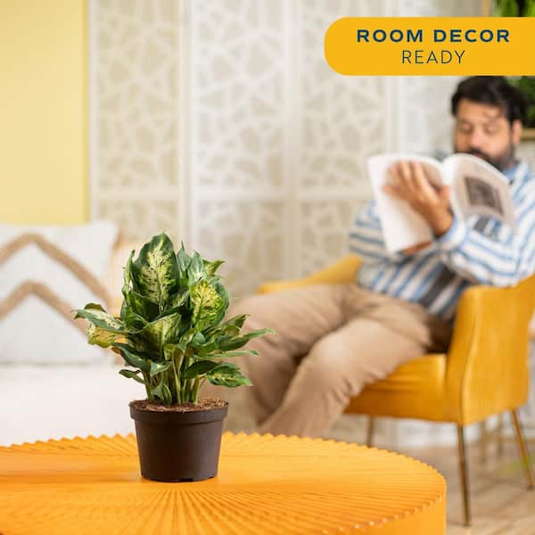 Dieffenbachia Indoor Plant in 6 in. Grower Pot, Avg. Shipping Height 1-2 ft. Tall