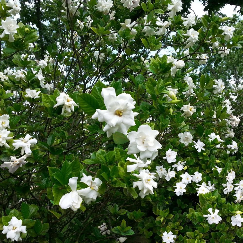 2.5 qt. Gardenia August Beauty Flowering Shrub with White Blooms - Thumbnail 4