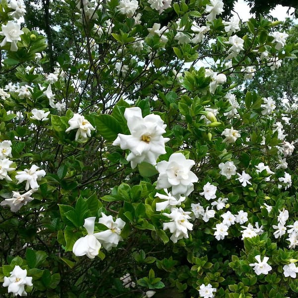 August Beauty Gardenias for Sale