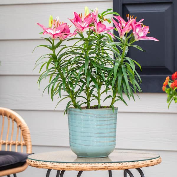 METROLINA GREENHOUSES 2.5 Qt. Perfect Joy Pink Asiatic Lily Plant