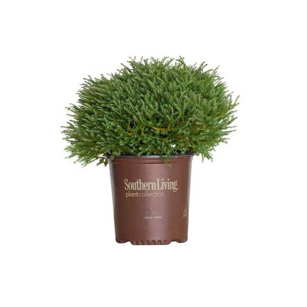 SOUTHERN LIVING 2 Gal. Pancake Arborvitae Shrub with LowGrowing BlueGreen Foliage 55382 The
