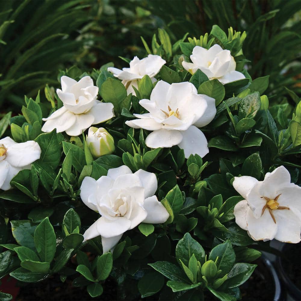 2.25 Gallon Frostproof Gardenia Shrub with White Fragrant Blooms