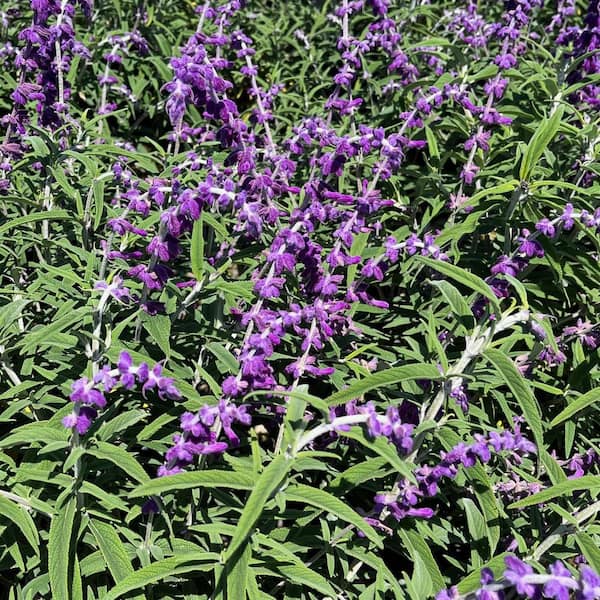 Alder & Oak #5 Container Santa Barbara Purple Flowering Sage Plants (2-Pack)