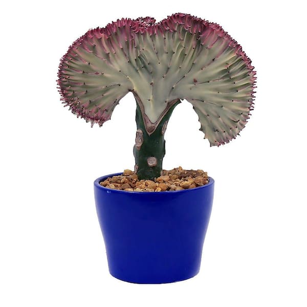 Delray Plants Coral Cactus in 4 in. Flare Snorkel Blue Pot