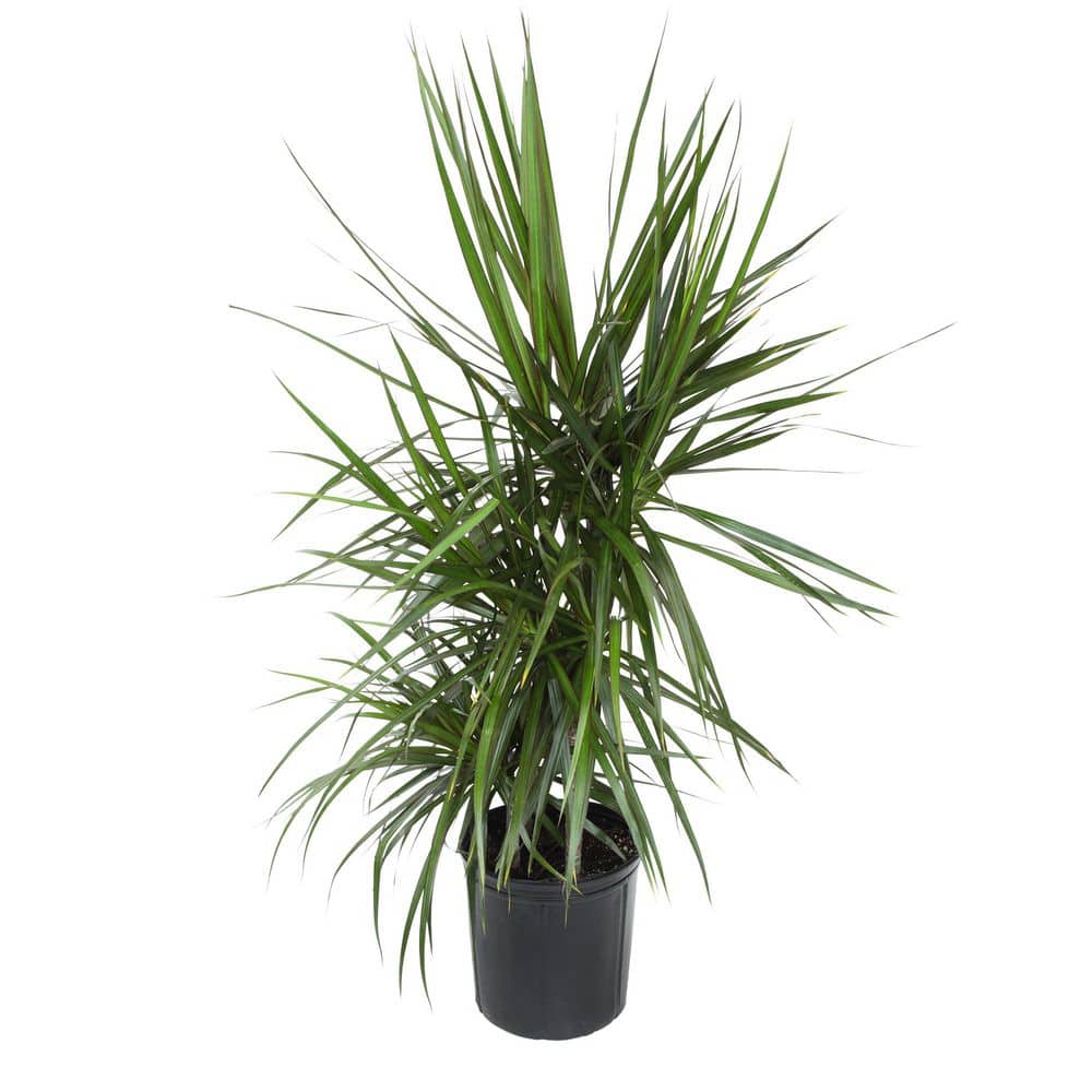Premium Dracaena Marginata Cane in 10 inch Grower Pot, Live Plant, Grower's Choice Seasonal Selection