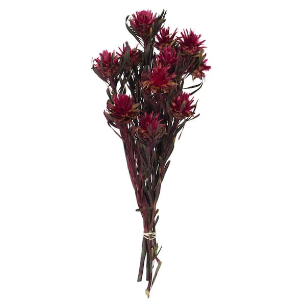 Vickerman 8- 20 in Merlot Non- Artificial Preserved Plumose Flower Head, 13-per Bundle