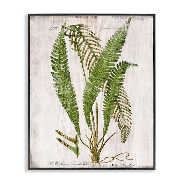 Stupell Industries Thin Fern Leaves Study by Susan Arnot Black Framed Nature Giclee Art Print 30 in. x 24 in.