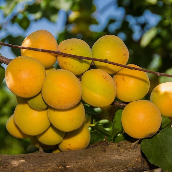 Gardens Alive! Blenheim Royal Apricot Live Bareroot Starter Fruit Tree