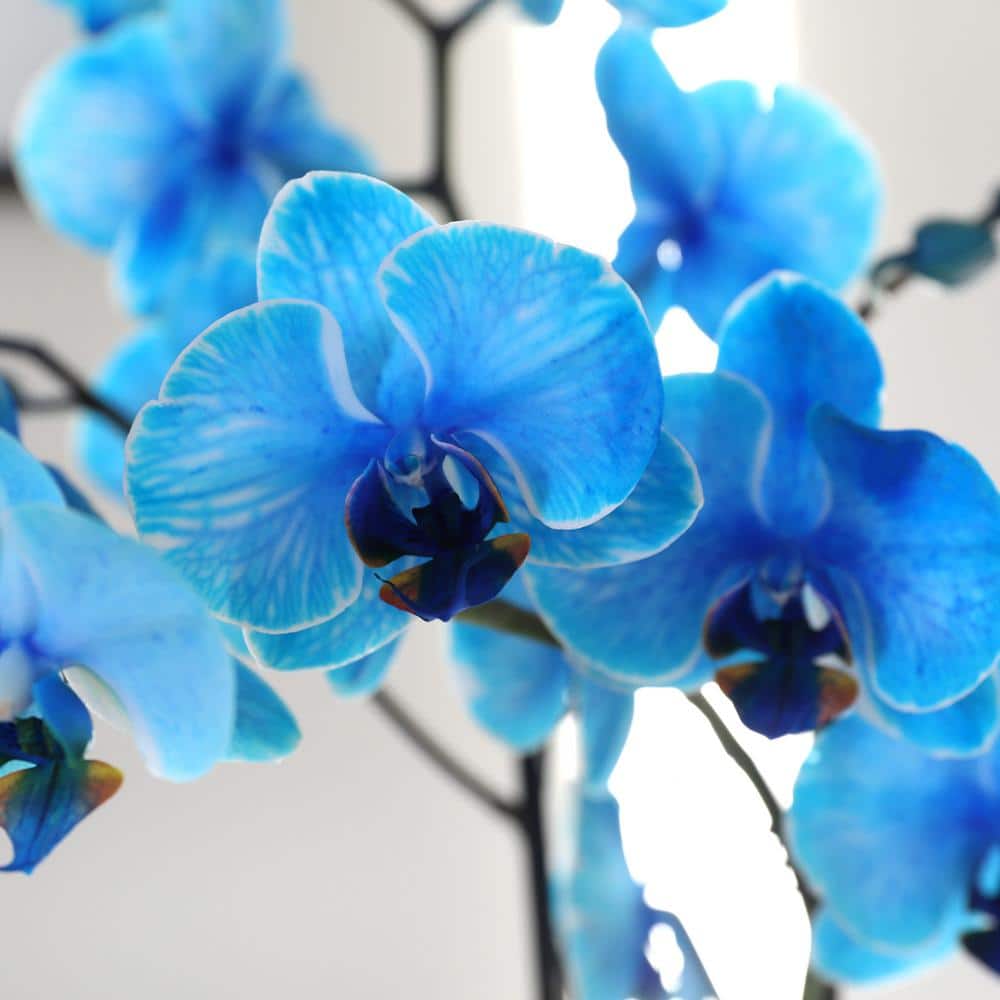 Watercolor Blue Phalaenopsis Orchid in Beige Ceramic Pot