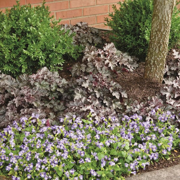 heuchera prom dress Heuchera Dressed Up 'Evening Gown'